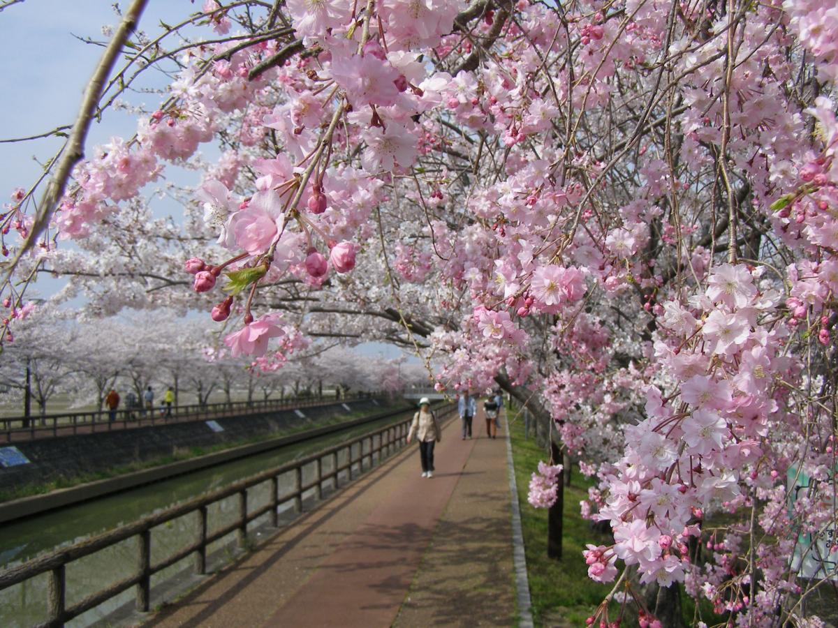 稲沢市　へいわさくらまつり