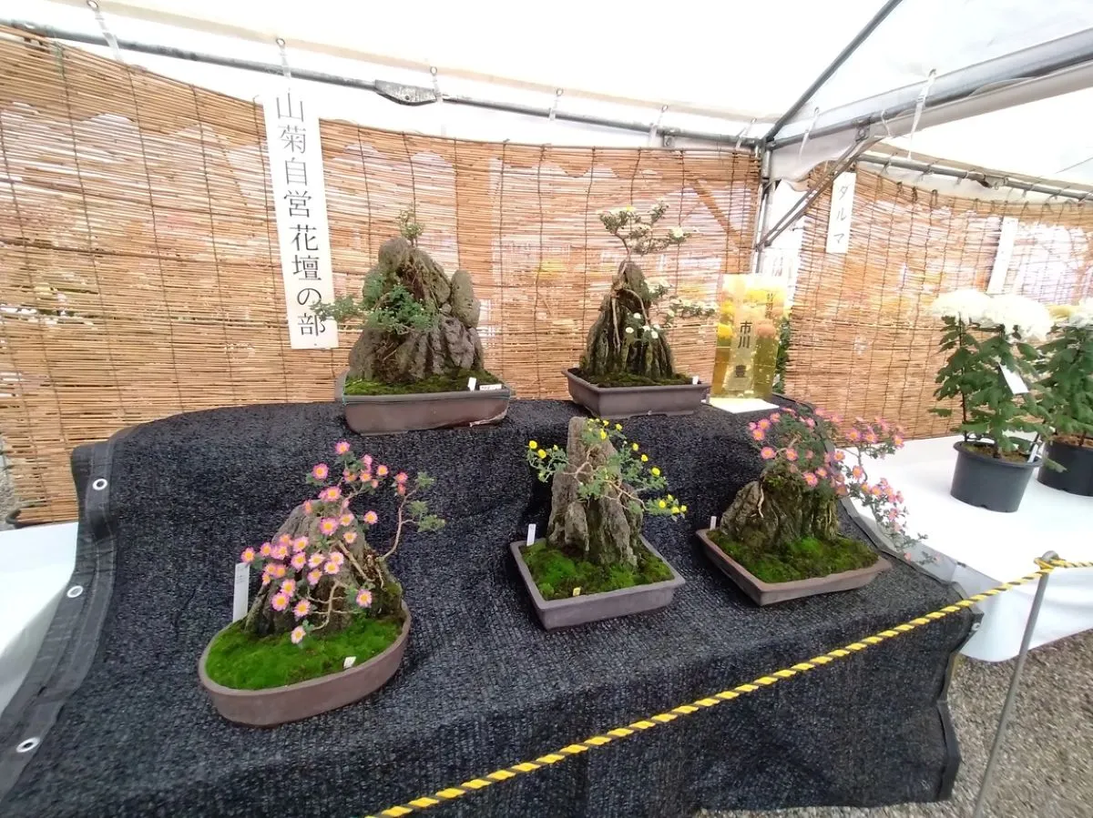 日進市菊花大会