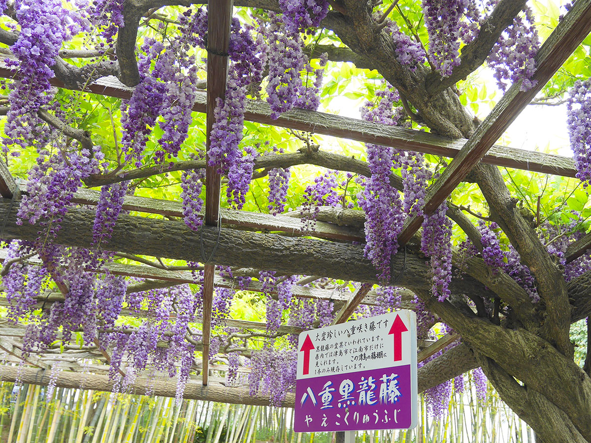 尾張津島藤まつり（天王川公園）