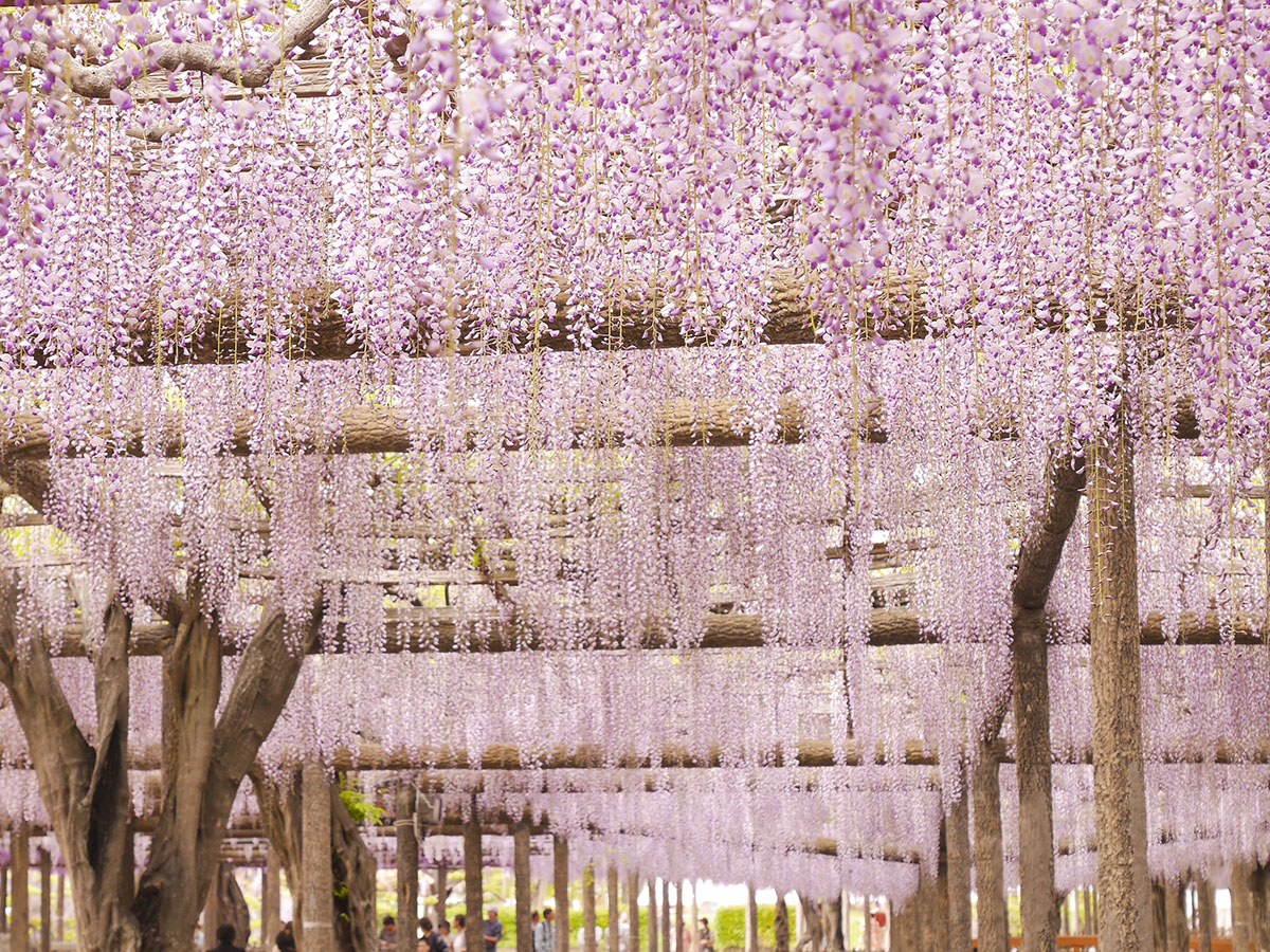 尾張津島藤まつり（天王川公園）