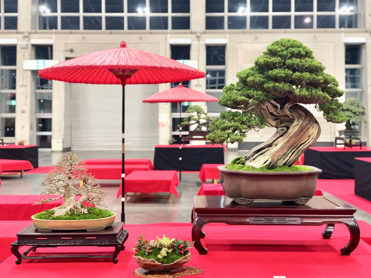 Meifu Bonsai Exhibition 