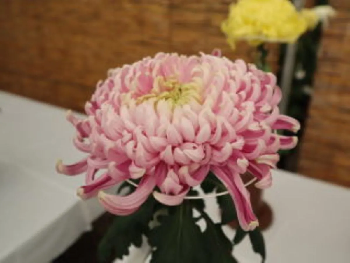 日進市菊花大会