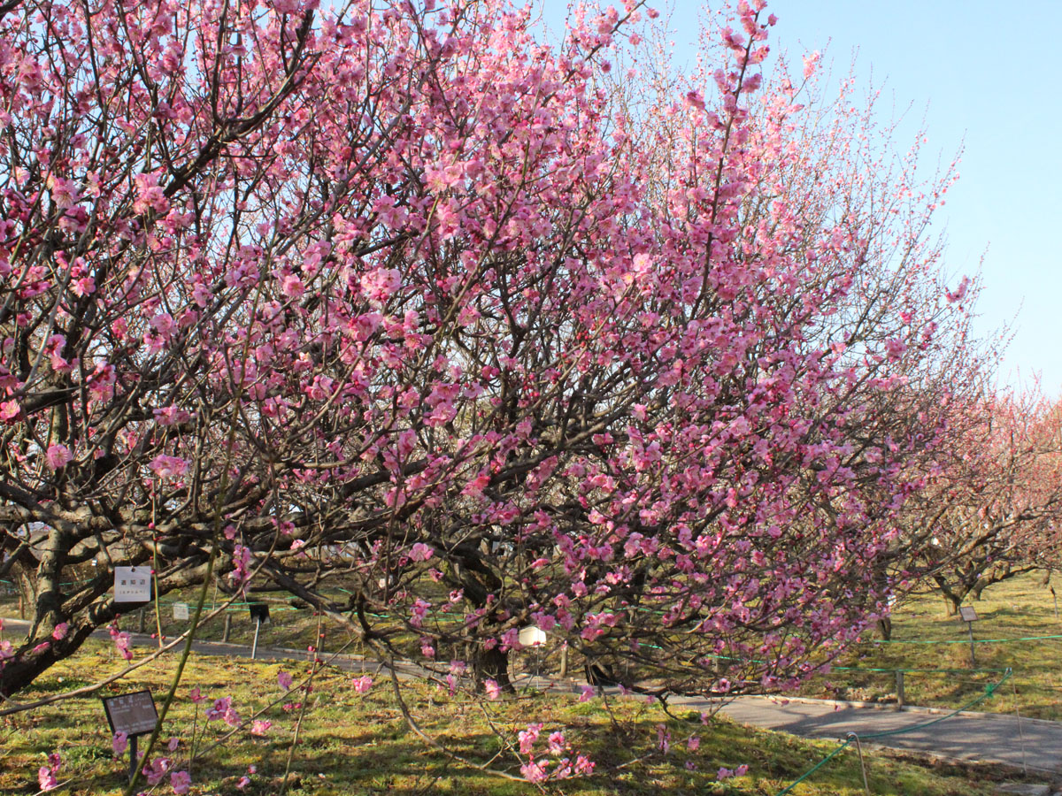 稻泽梅花节