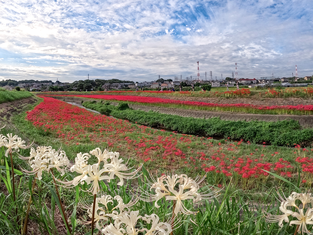 ごんの秋まつり_矢勝川（彼岸花）