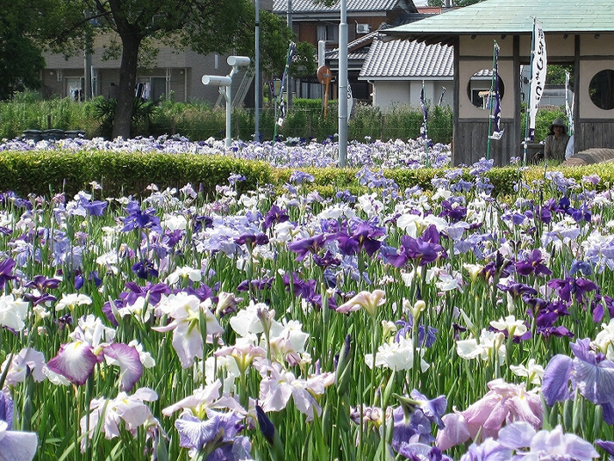 碧南市　花しょうぶまつり