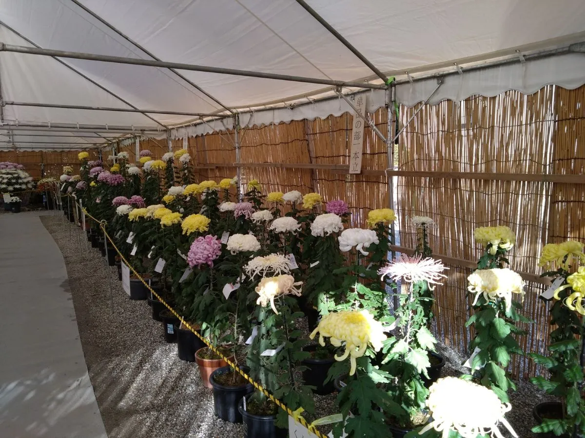 日進市菊花大会