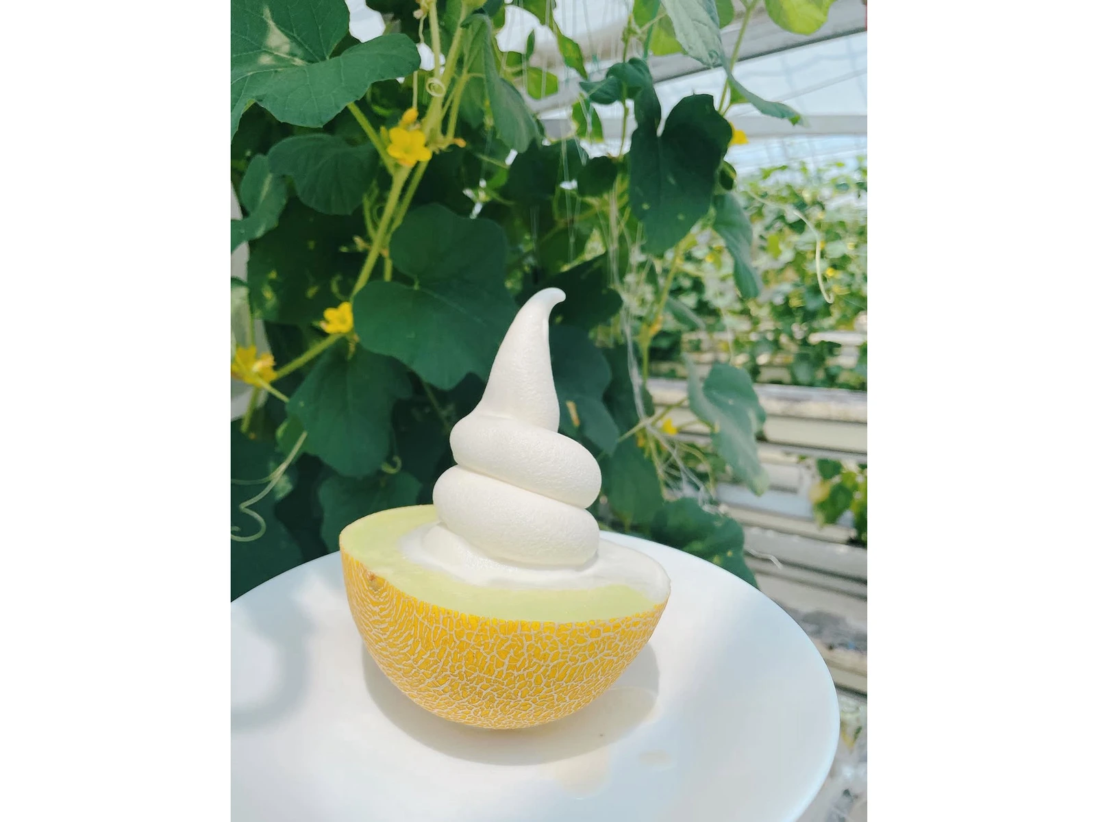 ストロベリーパークみふね ころたんメロン狩り