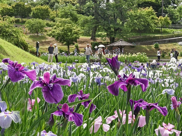 东公园 花菖蒲节