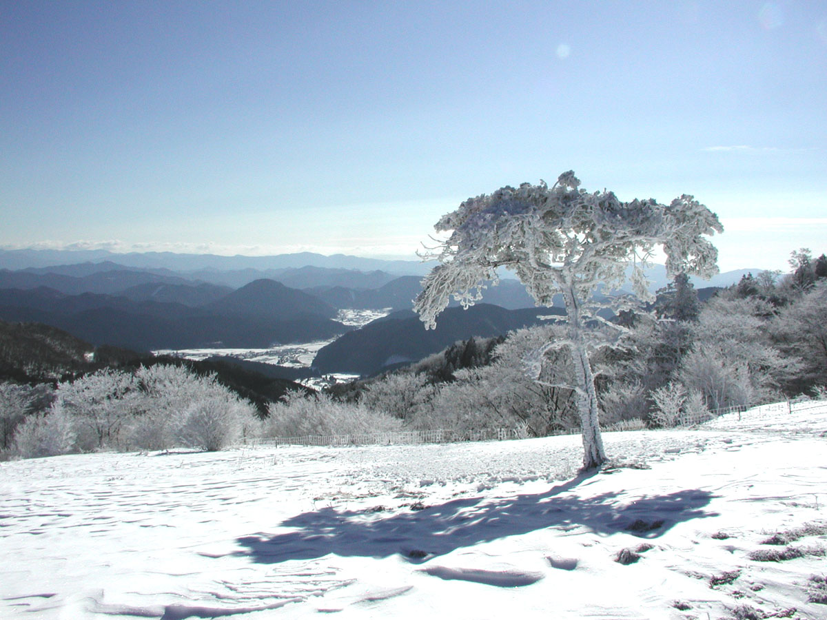 Mennoki Old-growth Forest