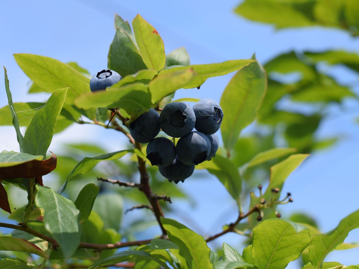 グリーンステージ花の木農園