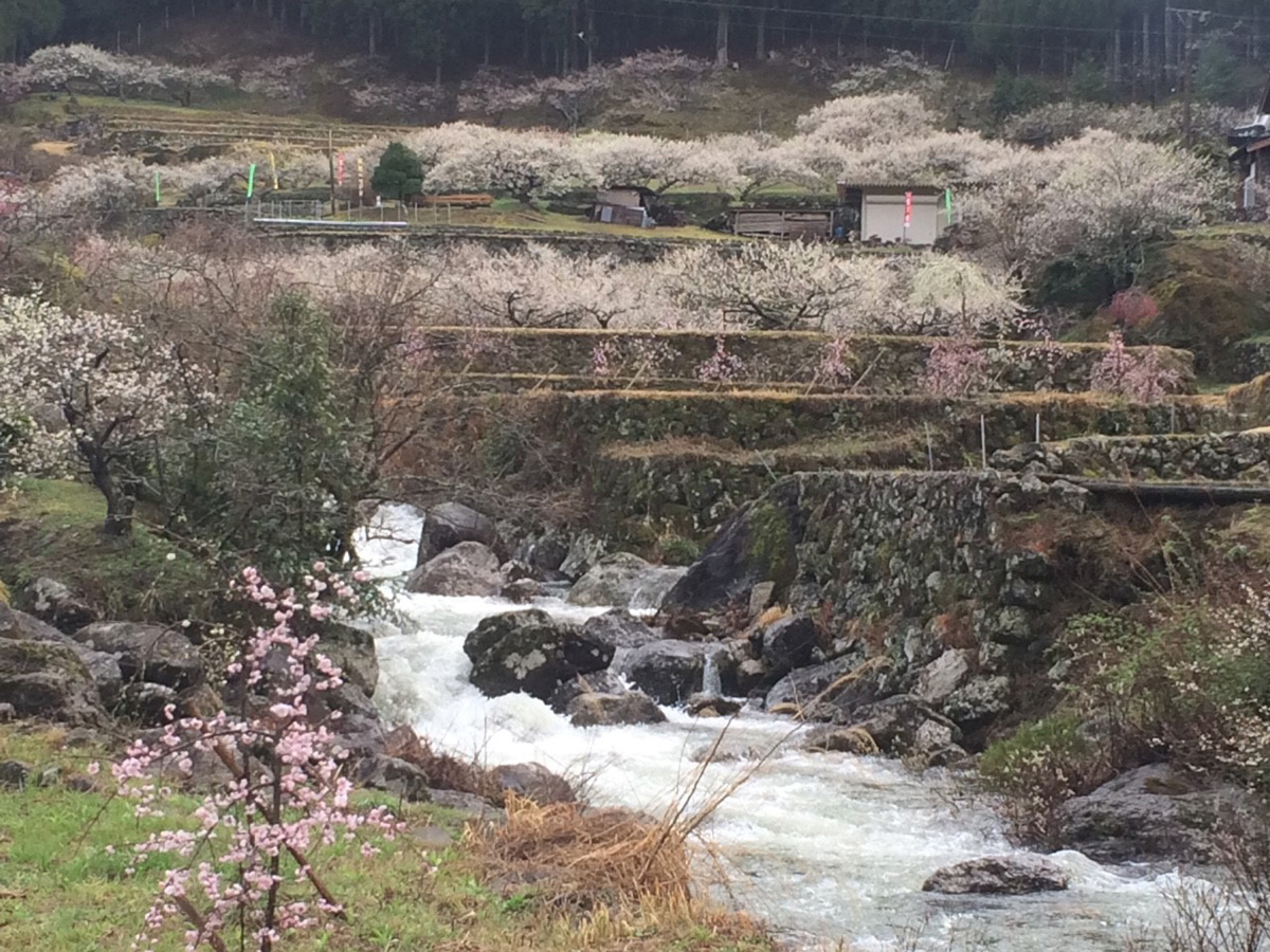 川売の梅花まつり