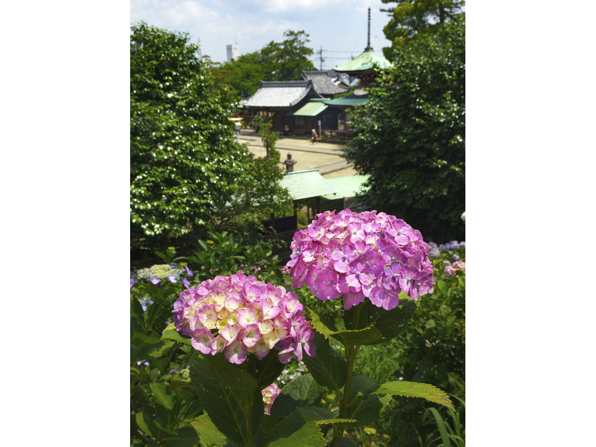 稲沢あじさいまつり