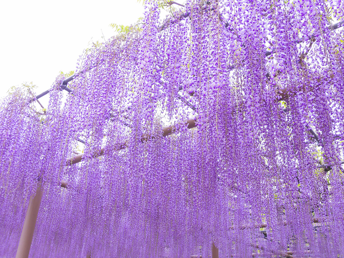 尾張津島藤まつり（天王川公園）