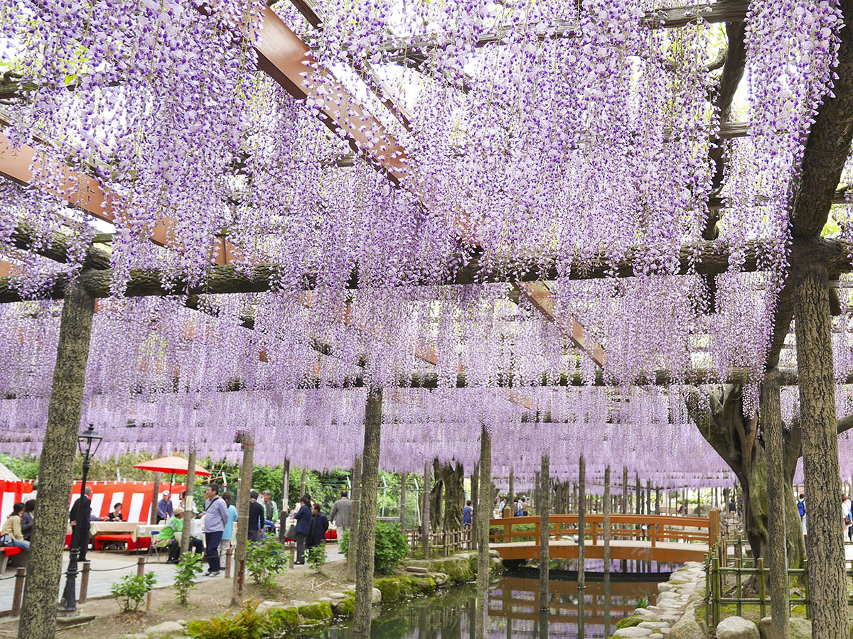 尾張津島藤まつり（天王川公園）