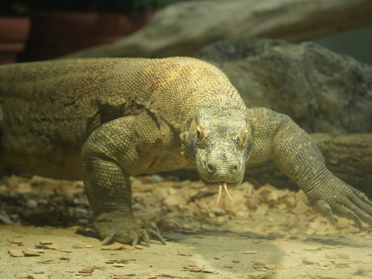 東山動植物園秋まつり