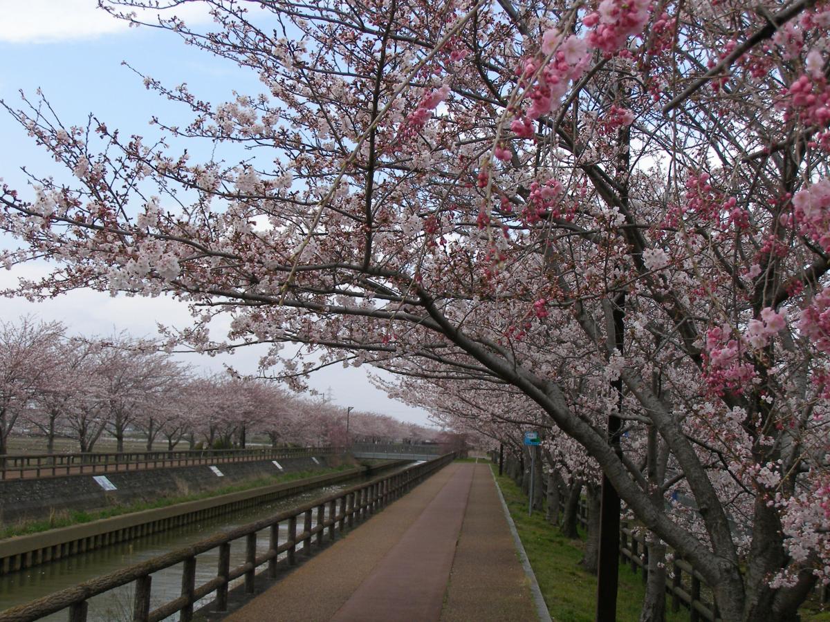 稲沢市　へいわさくらまつり