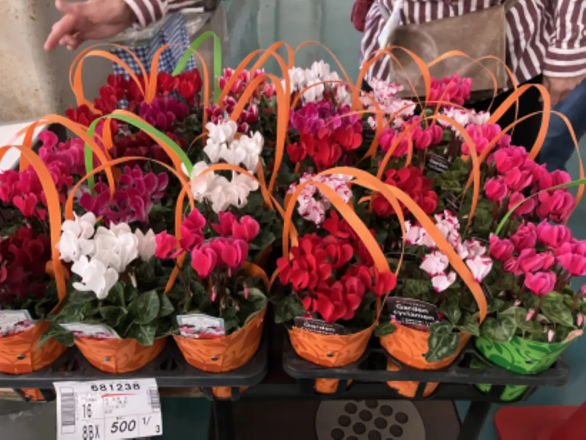 とよあけ花マルシェ＆変わり菊まつり