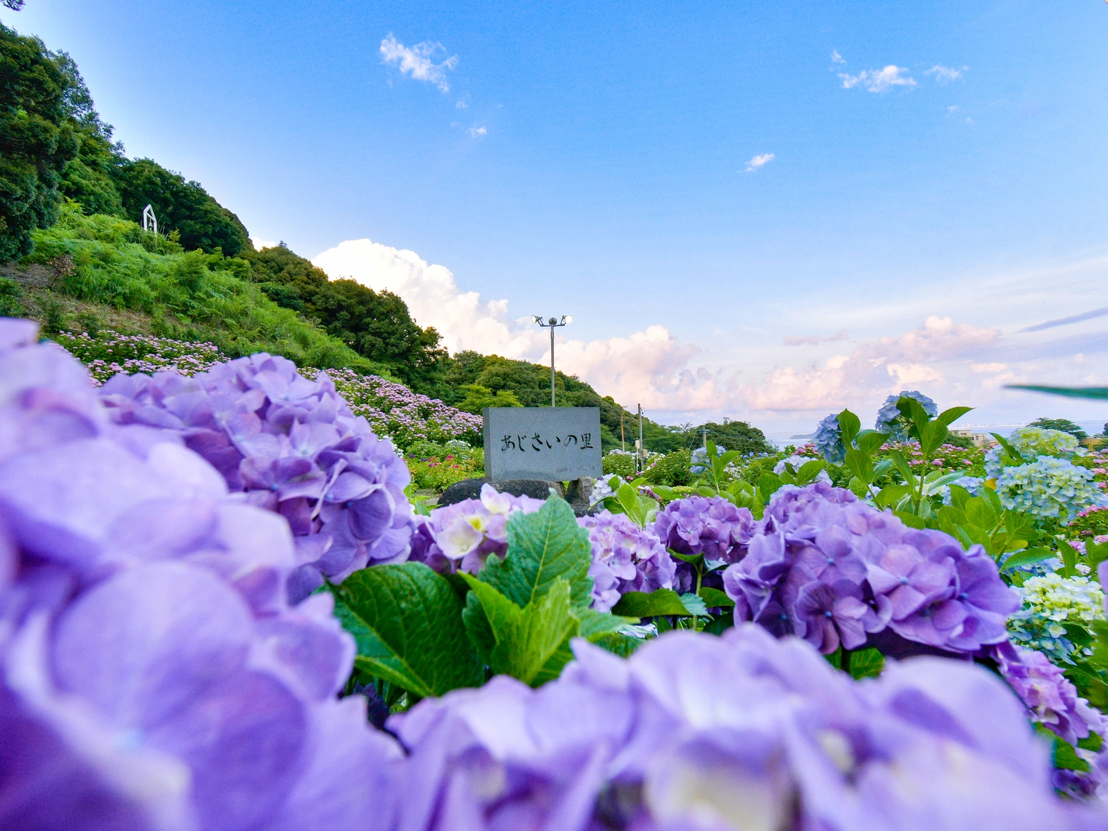 空と紫陽花