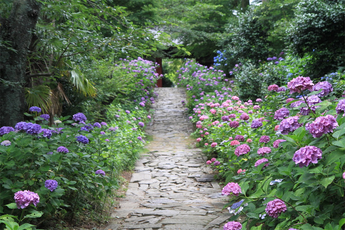 本光寺紫阳花节