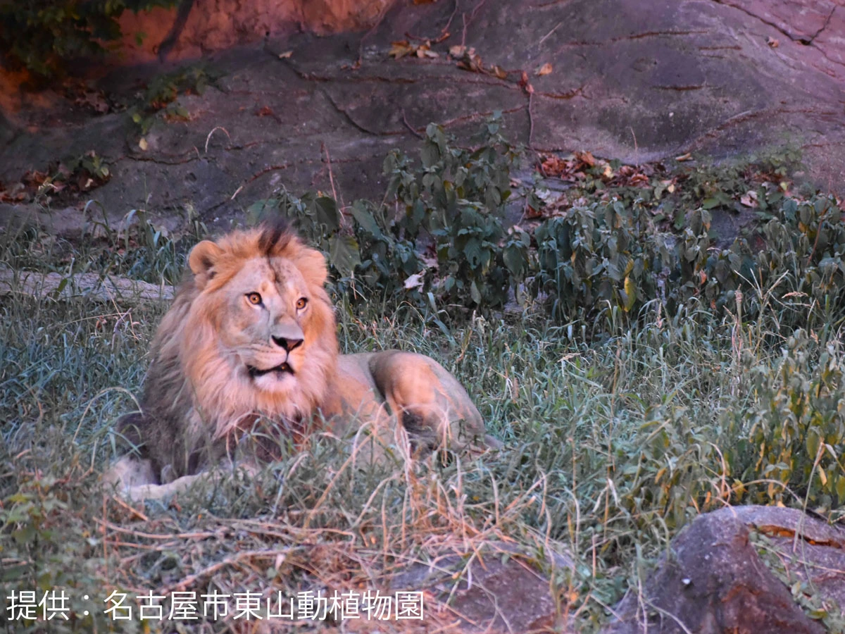 東山動植物園　ナイトZOO
