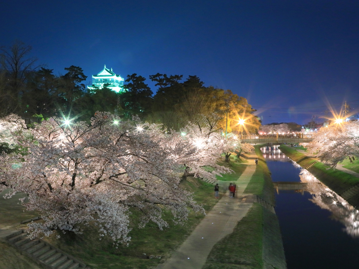 岡崎の桜まつり