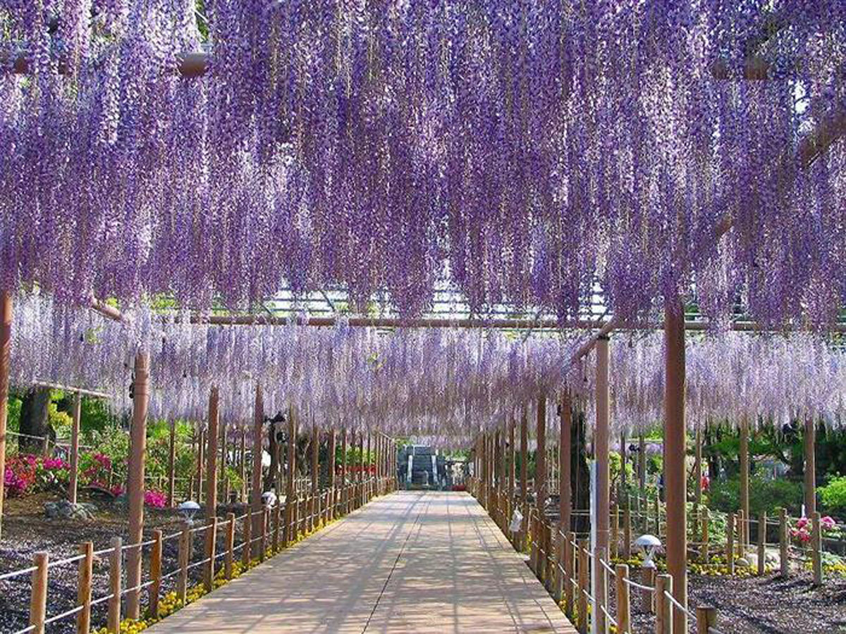 こうなん藤まつり　曼陀羅寺公園
