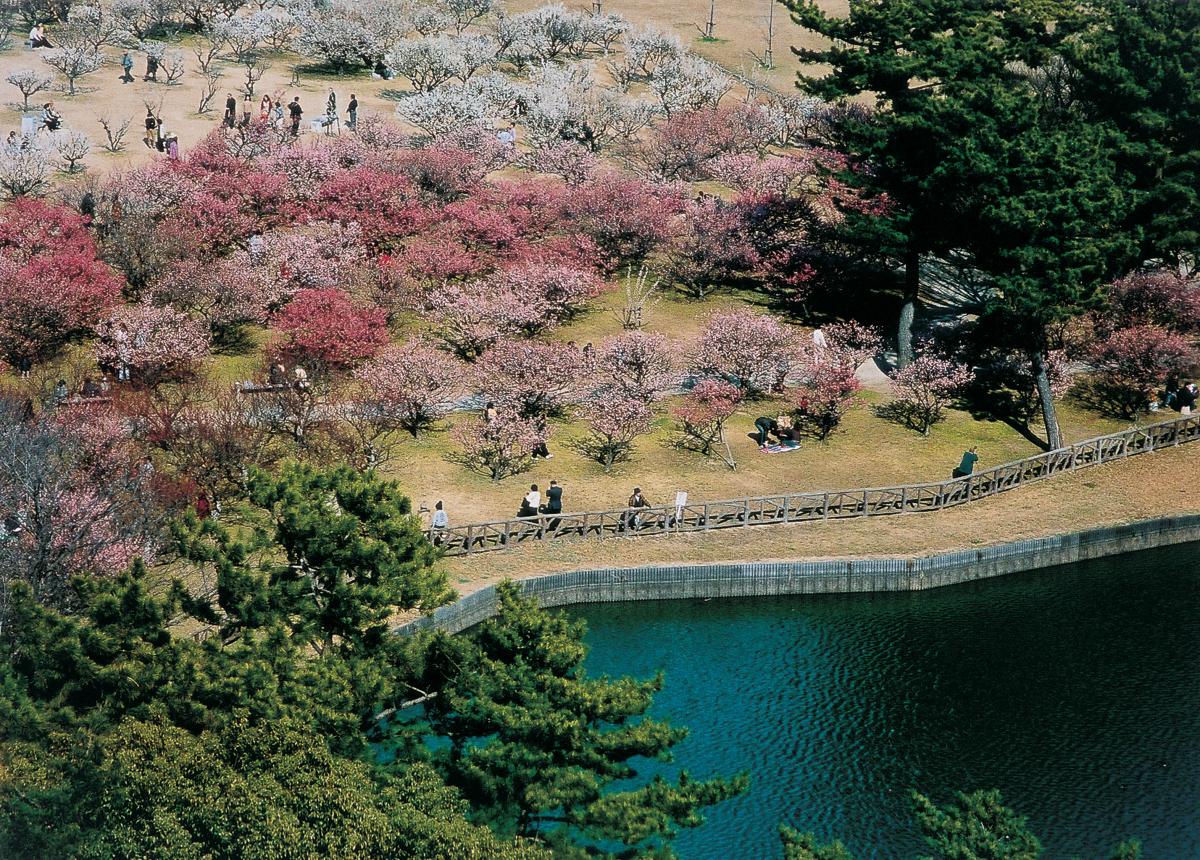 南公園梅まつり
