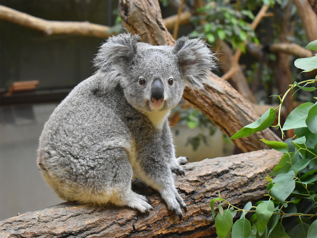 東山動植物園秋まつり