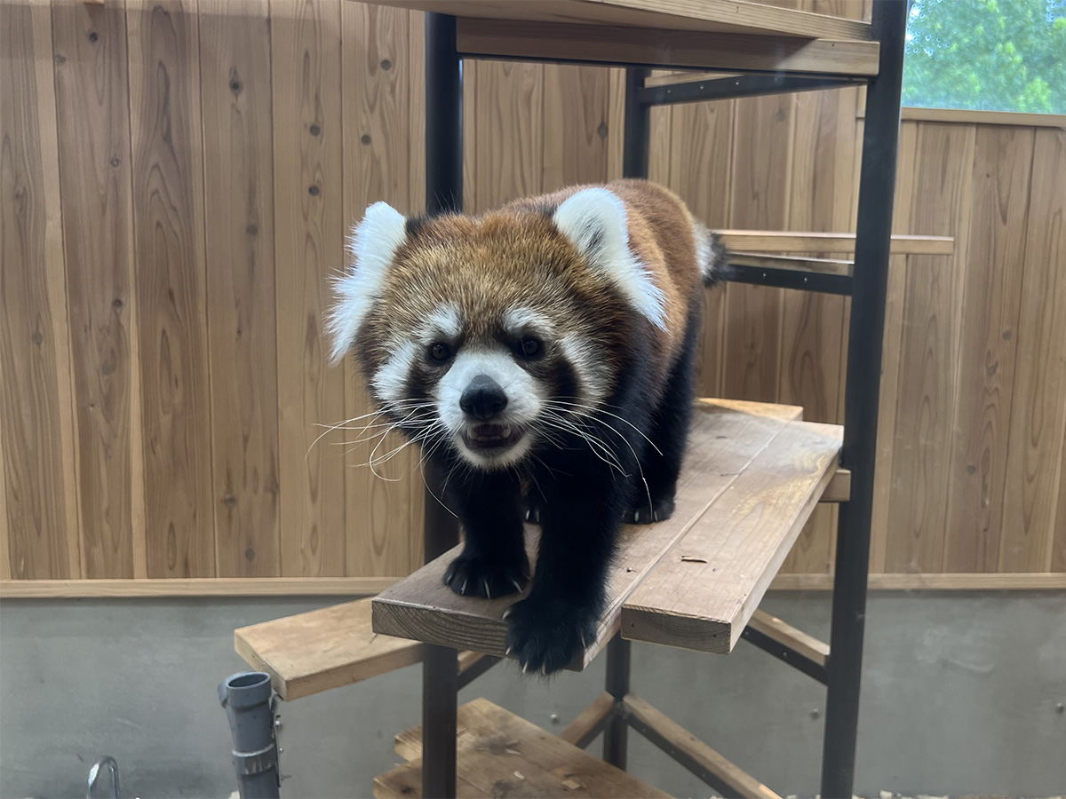 東山動植物園秋まつり