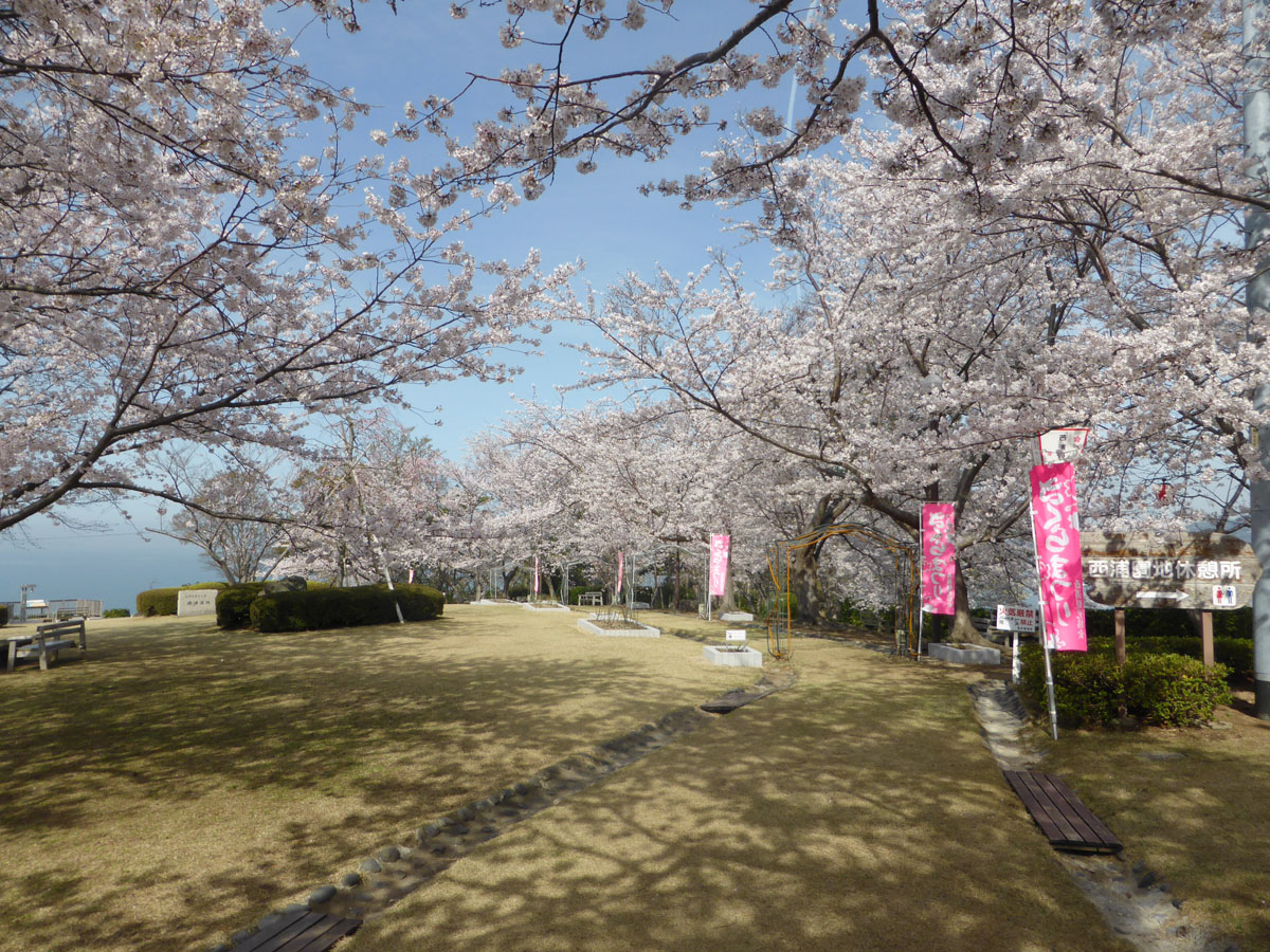 西浦温泉 桜まつり