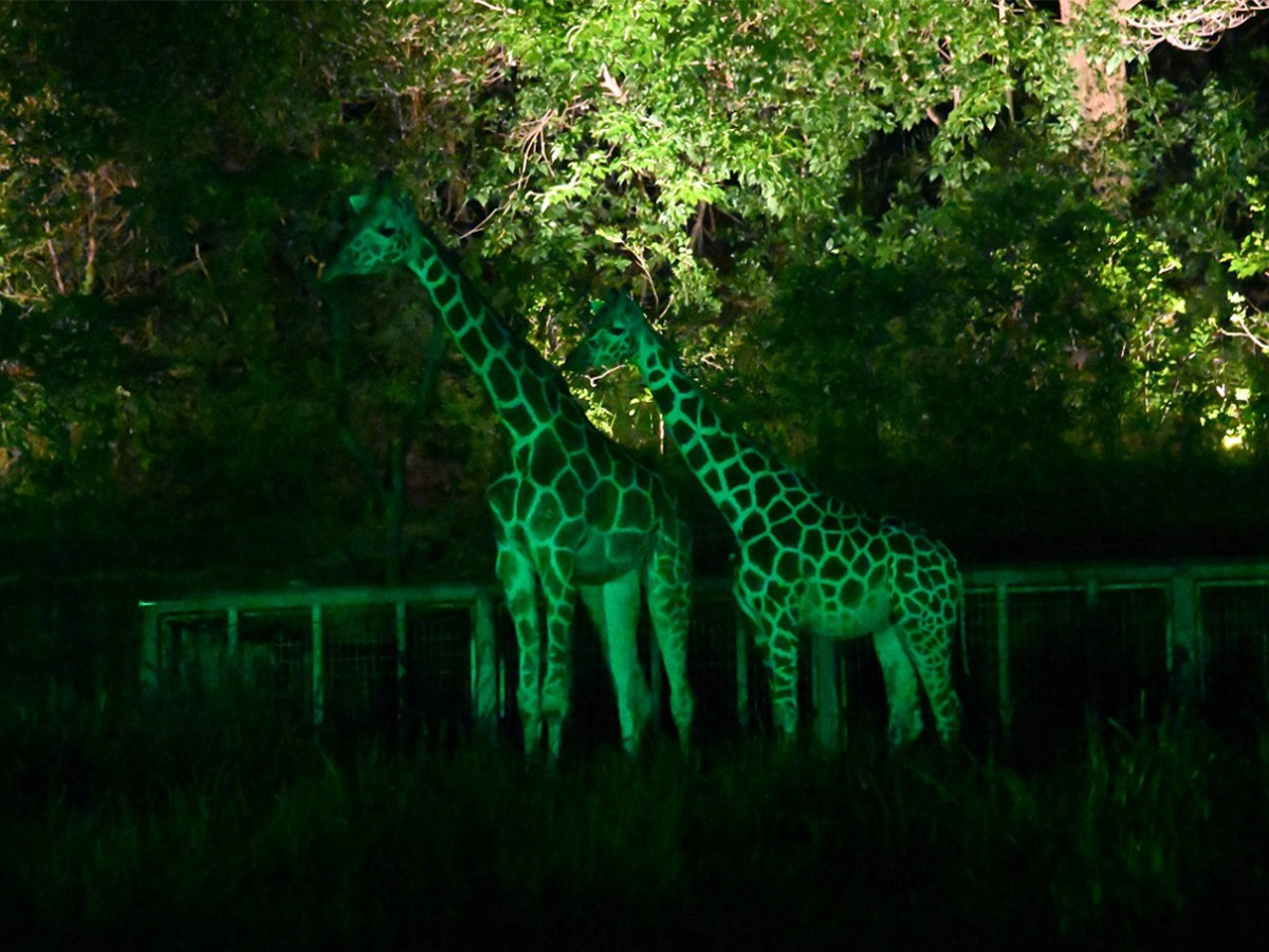 Night Zoo &amp; Garden at Higashiyama Zoo and Botanical Gardens