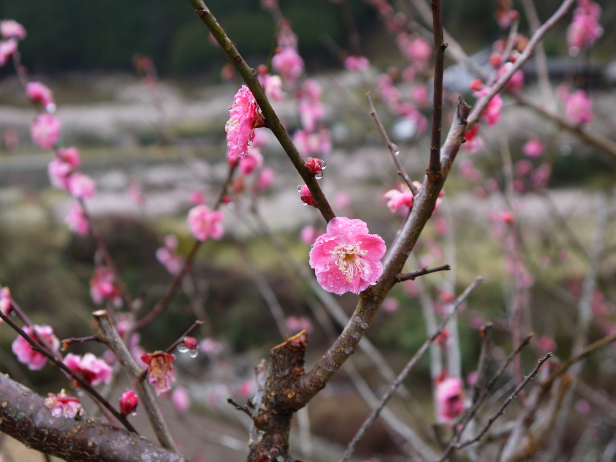 川売の梅花まつり