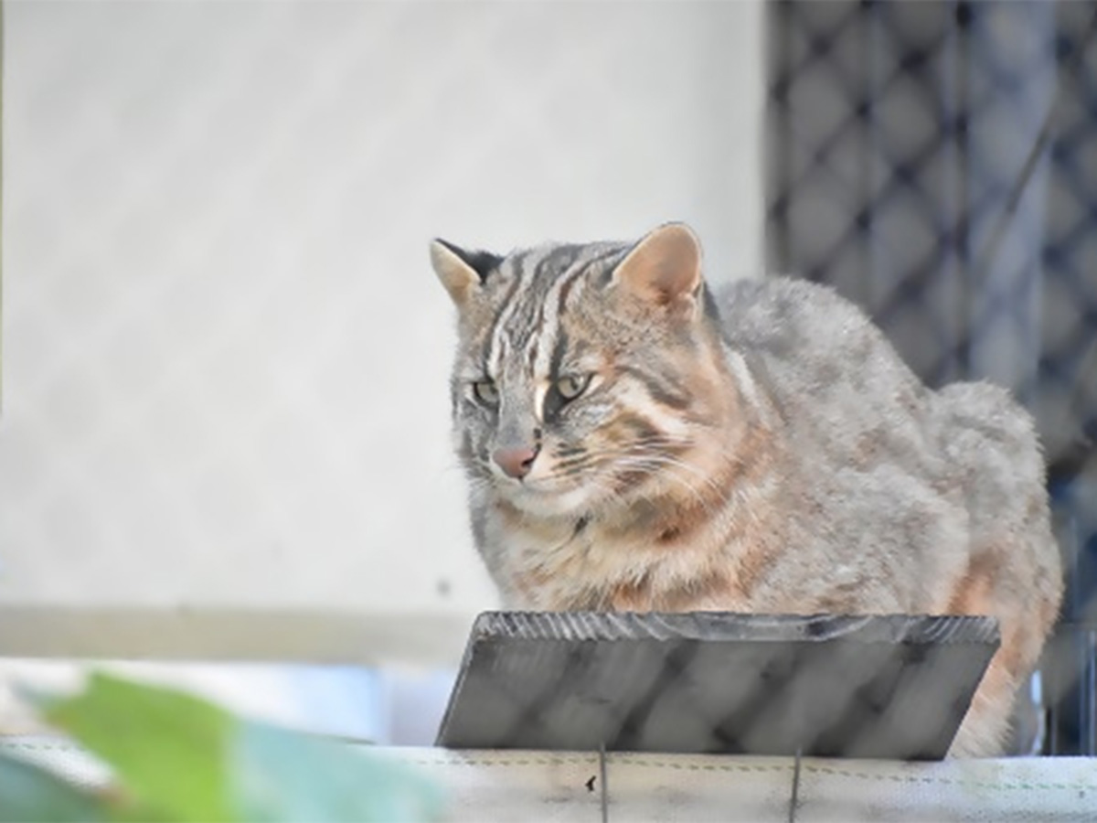 東山動植物園秋まつり