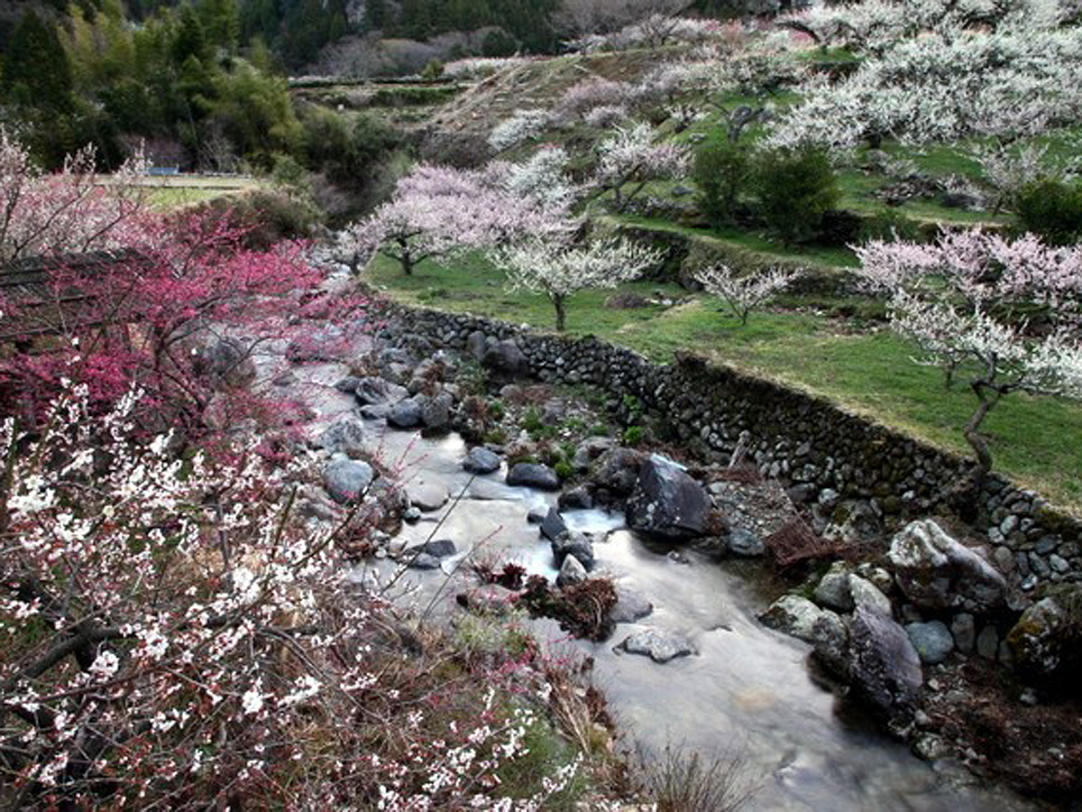 川売の梅花まつり