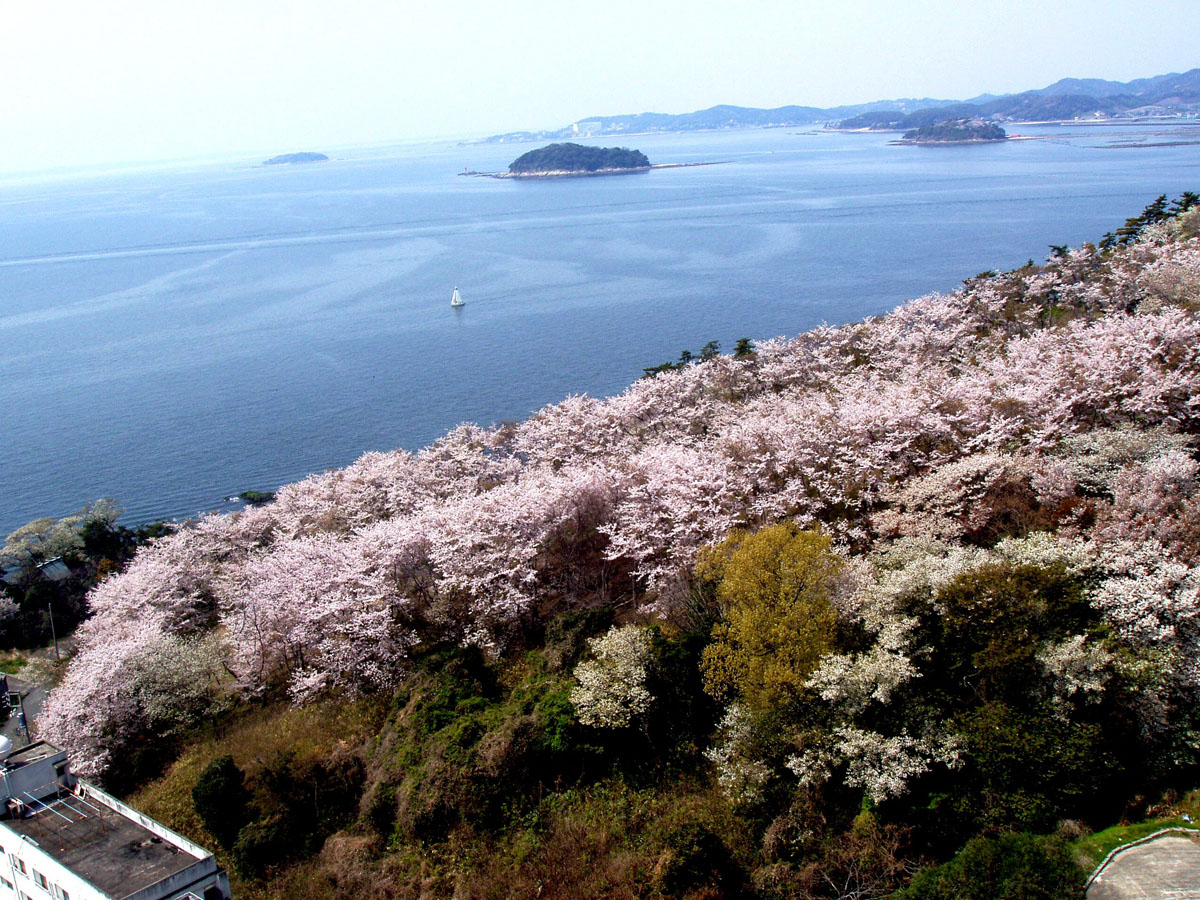西浦温泉 樱花节