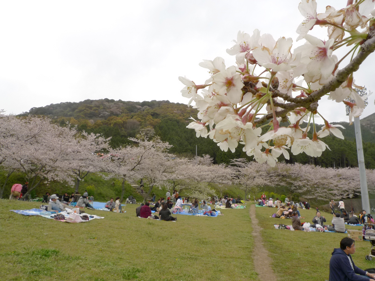 滝頭桜まつり