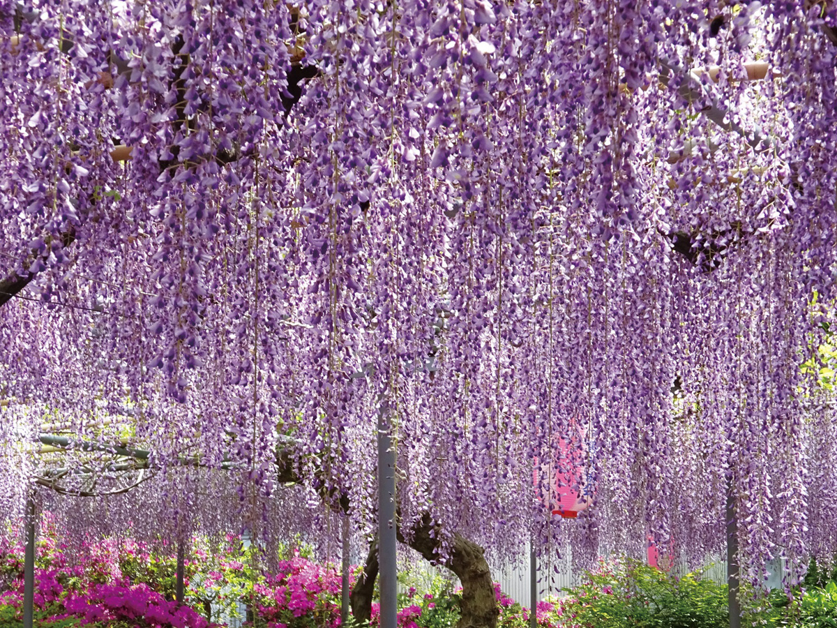 广藤园紫藤节