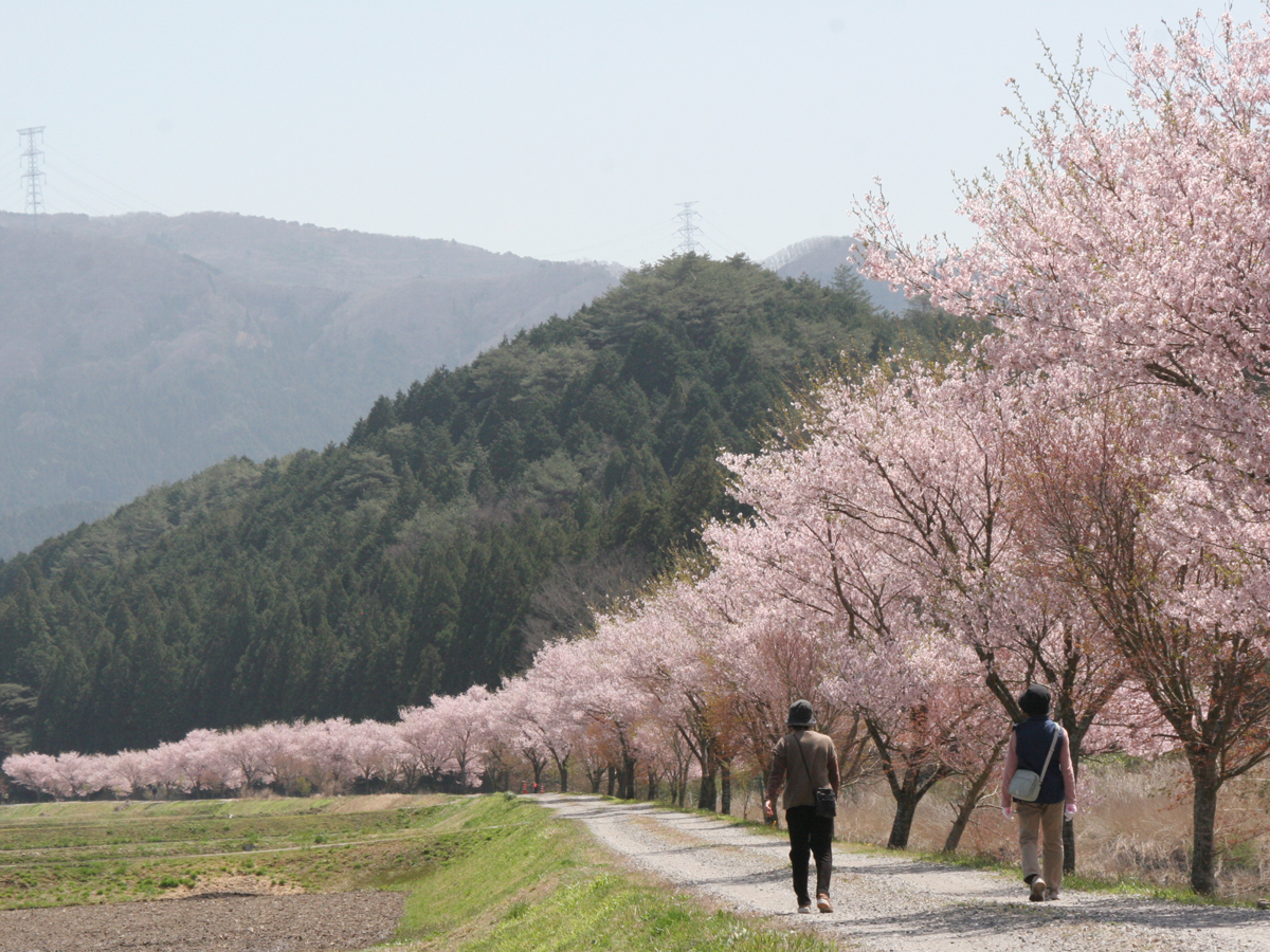 Aguri Station樱花节