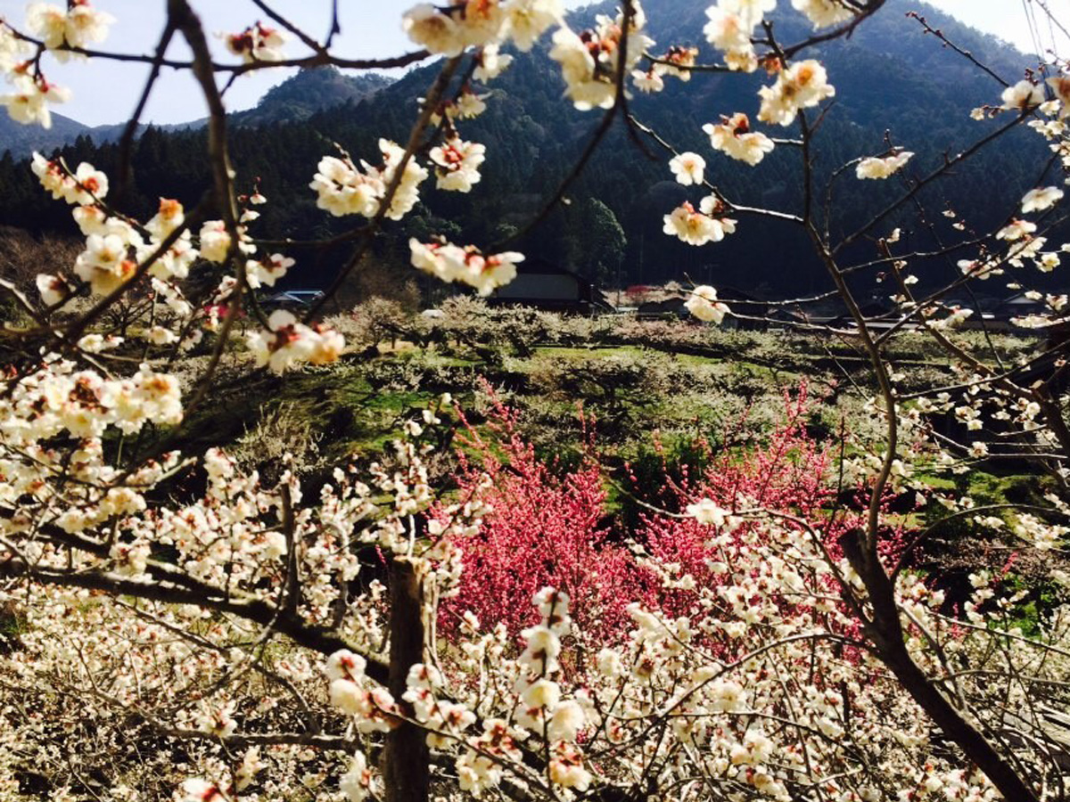 川売の梅花まつり