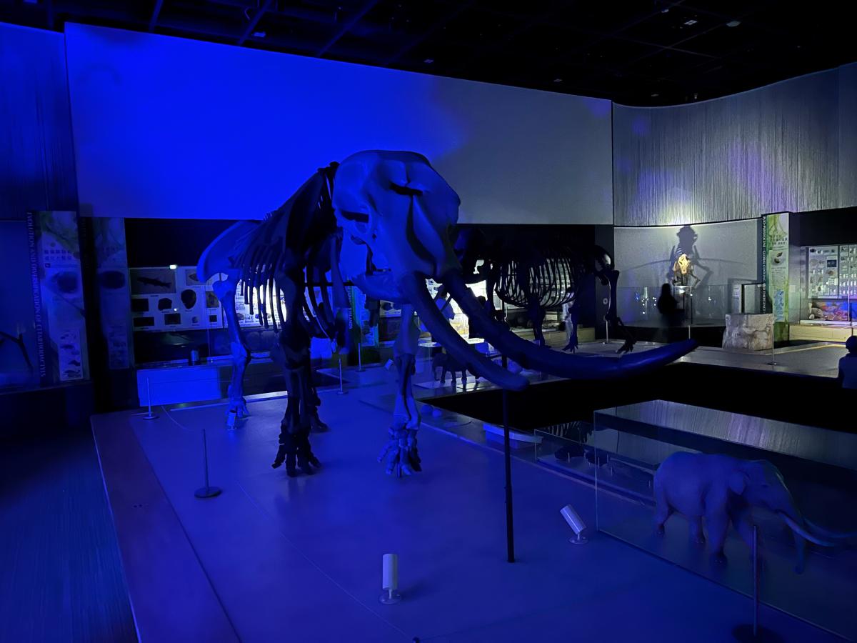 豊橋総合動植物公園(のんほいパーク)「ナイトZOO」