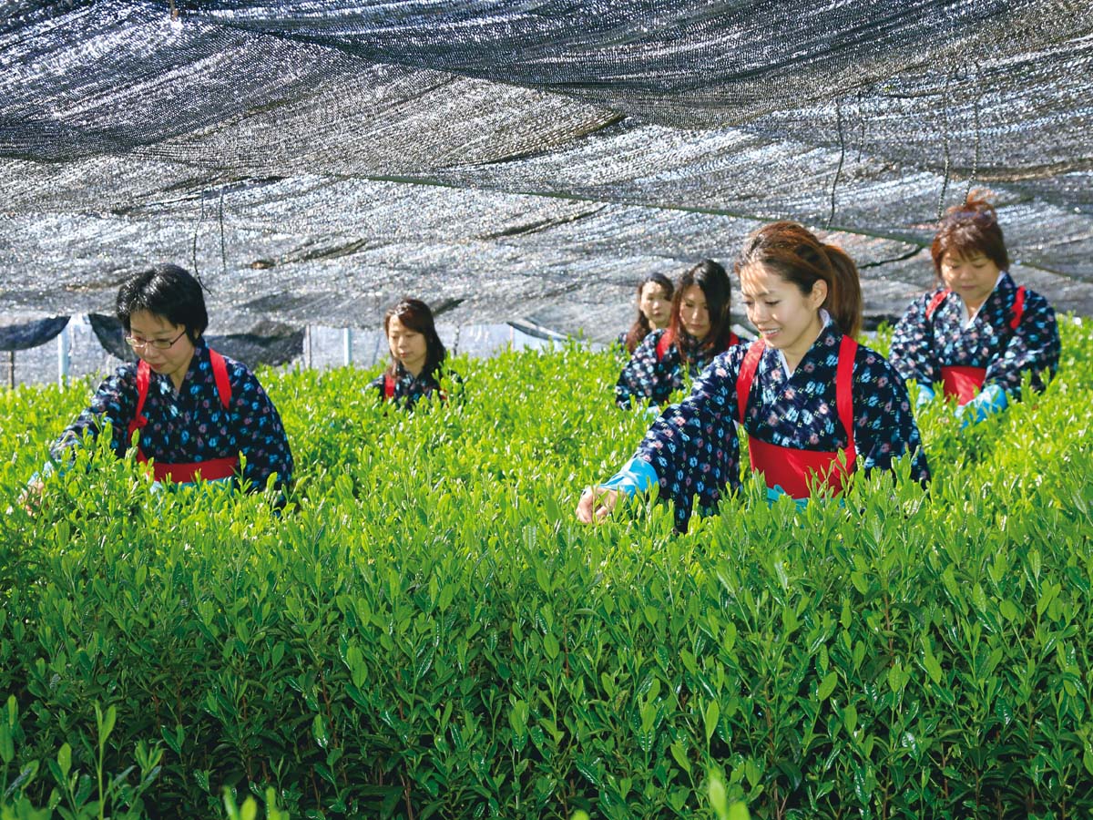 采新茶体验和抹茶工厂参观[事前预约制] 