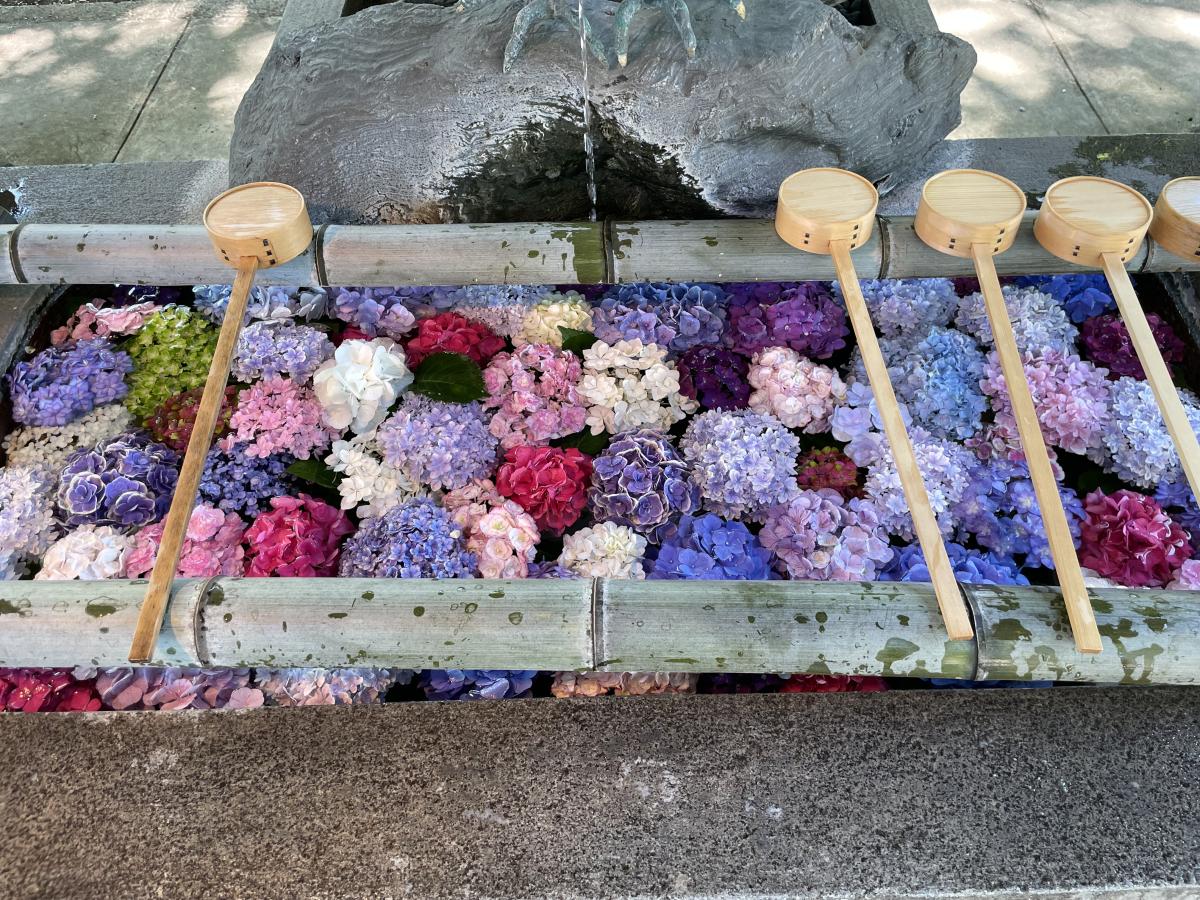 尾西紫陽花節