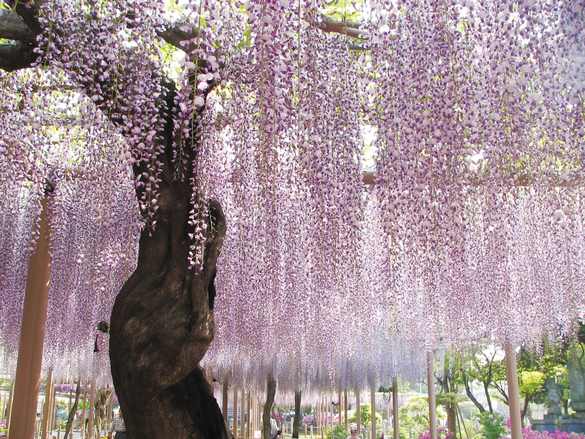 こうなん藤まつり　曼陀羅寺公園