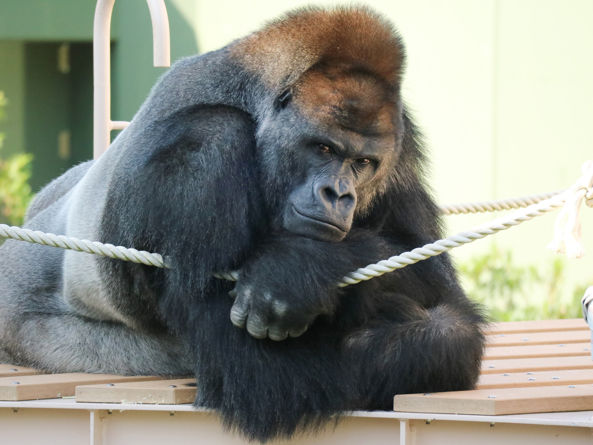 東山動植物園春まつり