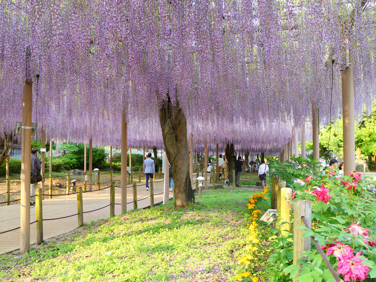 こうなん藤まつり　曼陀羅寺公園