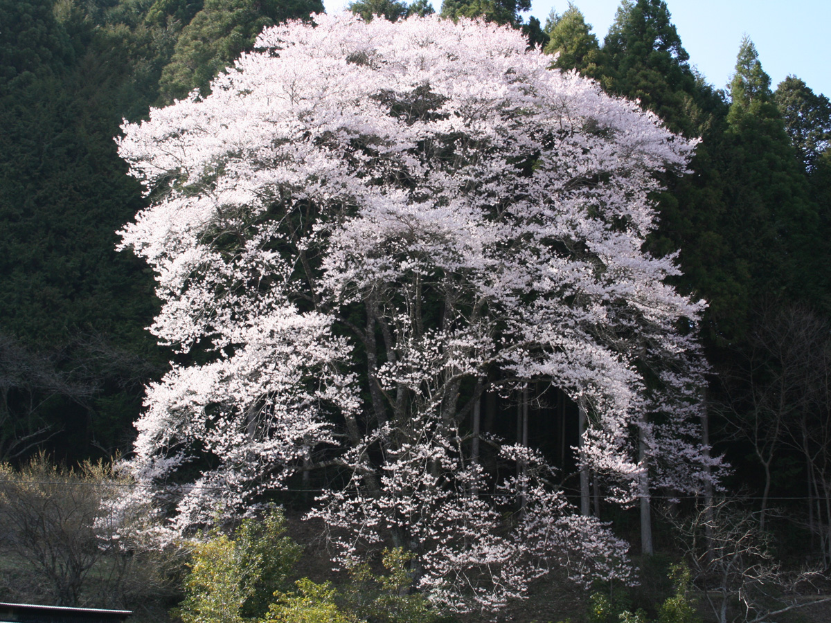 上質 エドヒガンサクラ 総量1000㎏以上　薪用 神田のエドヒガンザクラ | イベント検索 | 【公式】愛知県の観光サイト