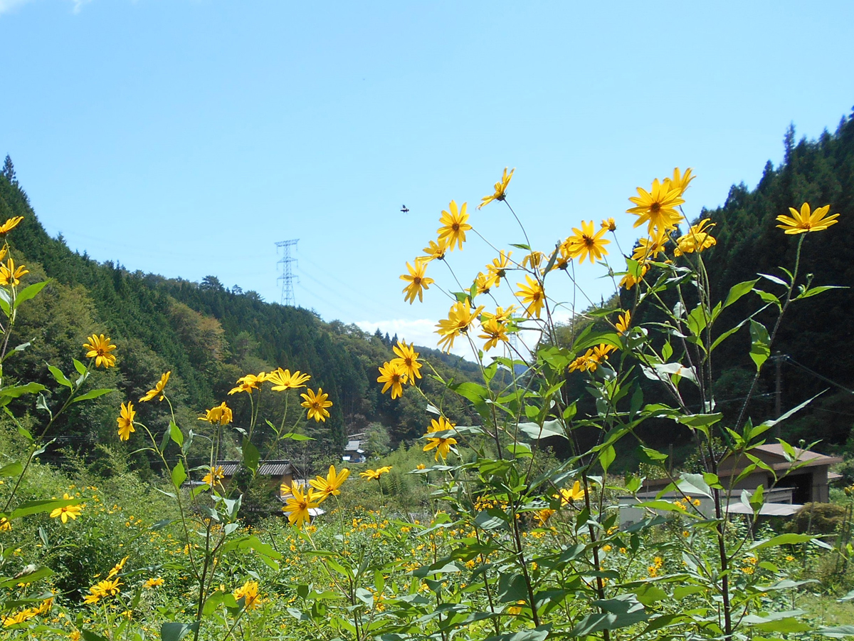 菊芋掘り体験