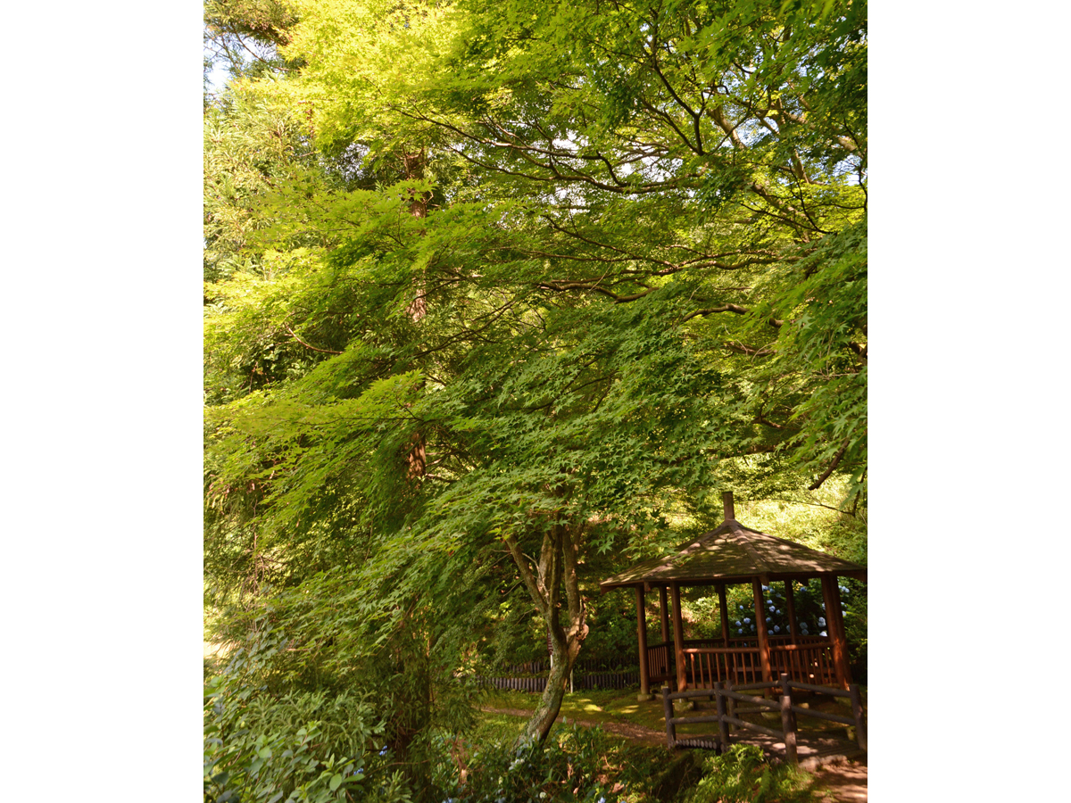 赤坂宿宮路もみじまつり
