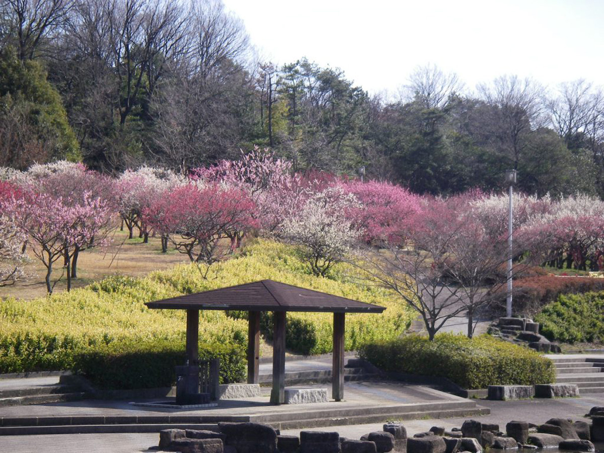 大高緑地　花梅まつり