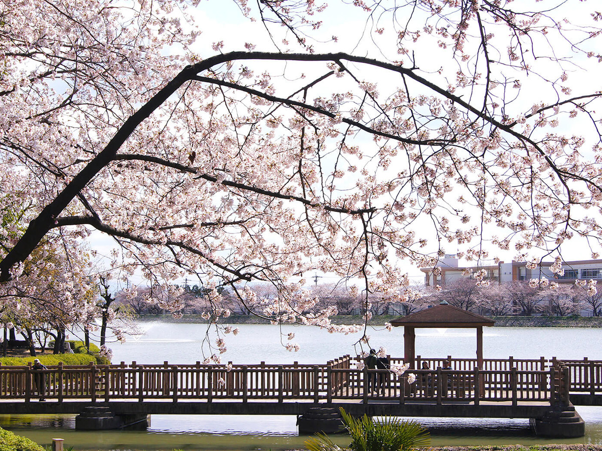 三崎水辺公園の桜